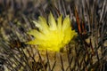 Closeup shot of a yellow flower of cactus in the Atacama Desert, Chile Royalty Free Stock Photo