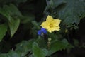 Closeup shot of a yellow flower of a cucumber plant with green leaves in a garden Royalty Free Stock Photo