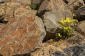 Closeup shot of a yellow flower growing between rocks Royalty Free Stock Photo