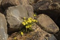 Closeup shot of a yellow flower growing between rocks Royalty Free Stock Photo