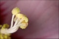Closeup shot of a yellow flower stamen Royalty Free Stock Photo