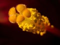 Closeup shot of a yellow flower stigma