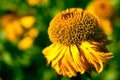Closeup shot of a yellow flower surrounded by many others during daytime Royalty Free Stock Photo