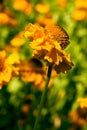 Closeup shot of a yellow flower surrounded by many others during daytime Royalty Free Stock Photo