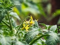 Closeup shot of yellow flower of tomato plant growing on tomato plant before beginning to bear fruit Royalty Free Stock Photo