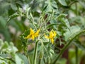 Closeup shot of yellow flower of tomato plant growing on tomato plant before beginning to bear fruit Royalty Free Stock Photo