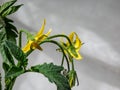 Closeup shot of yellow flower of tomato plant growing on tomato plant before beginning to bear fruit Royalty Free Stock Photo