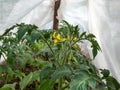 Closeup shot of yellow flower of tomato plant growing on tomato plant before beginning to bear fruit Royalty Free Stock Photo