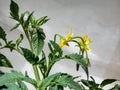 Closeup shot of yellow flower of tomato plant growing on tomato plant before beginning to bear fruit. Isolated Royalty Free Stock Photo