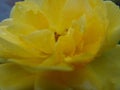 Closeup shot of a yellow flower with waterdrops on it - perfect for background Royalty Free Stock Photo