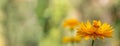 Closeup shot of a yellow Gaillardia flower on a blurry background Royalty Free Stock Photo