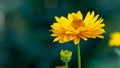 Closeup shot of a yellow Gaillardia flower, perfect for background texture and wallpaper Royalty Free Stock Photo