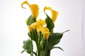 Closeup shot of yellow golden calla lilies (Zantedeschia elliotiana) against the white background