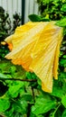 Closeup shot of yellow hibiscus or rosemallow with raindrops after an afternoon rain Royalty Free Stock Photo