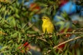 Closeup shot of a yellow honeyeater perched on a branch