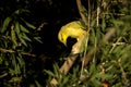 Closeup shot of a yellow honeyeater perched on a branch