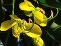 Closeup shot of yellow Indian Laburnum flowers Royalty Free Stock Photo
