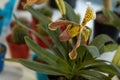 Closeup shot of a yellow lady slipper orchid Royalty Free Stock Photo