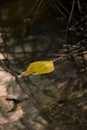 Closeup shot of a yellow leaf floating on the water surface Royalty Free Stock Photo