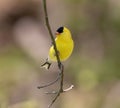 Closeup shot of the yellow little American Goldfinch bird perched on a tree branch Royalty Free Stock Photo