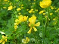 Closeup shot of yellow meadow buttercup flowers blooming in a field Royalty Free Stock Photo