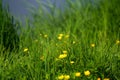 Closeup shot of yellow meadow buttercup (Ranunculus acris)  flowers blooming in the forest Royalty Free Stock Photo