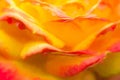 Closeup shot of yellow-orange flower petals Royalty Free Stock Photo