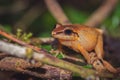 Closeup shot of a yellow-orange frog on the forest ground Royalty Free Stock Photo