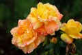 Closeup shot of yellow orange roses with drops of rain on them Royalty Free Stock Photo