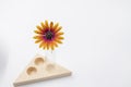 Closeup shot of a yellow osteospermum in a glass vase isolated on a white background