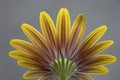 Closeup shot of a yellow osteospermum isolated on a gray background - perfect for wallpaper