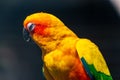Closeup shot of yellow parakeet parrot