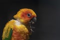 Closeup shot of yellow parakeet parrot