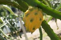 Closeup shot of a yellow pitaya fruit on a tree Royalty Free Stock Photo