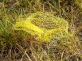 Closeup shot of a yellow plastic net thrown into the ground Royalty Free Stock Photo