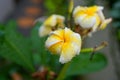 Closeup shot of yellow plumeria blossoms Royalty Free Stock Photo