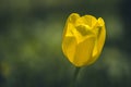 Closeup shot of a yellow poppy on the green blurred background Royalty Free Stock Photo