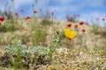 Closeup shot of a yellow poppy growing in the wilderness Royalty Free Stock Photo