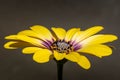 Closeup shot of a yellow purple african daisy flower Royalty Free Stock Photo