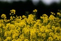 Closeup shot of yellow rapeseeds