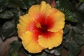 Closeup shot of yellow-red Hibiscus flower on the dark and blurred background Royalty Free Stock Photo