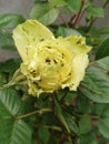 Closeup shot of a yellow rose with black spots surrounded by green leaves Royalty Free Stock Photo