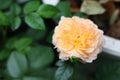 Closeup shot of a yellow rose blooming in the morning with rain drops on it Royalty Free Stock Photo