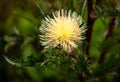 Closeup shot of a yellow safflower on a blurred background