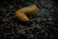 Closeup shot of a yellow slug on the sand