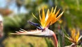 Closeup shot of a yellow Strelitzia royal flower with blurry background