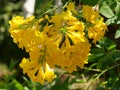 Closeup shot of yellow tecoma flowers