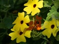 Closeup shot of yellow thunbergia flowers
