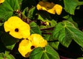 Closeup shot of yellow Thunbergia flowers