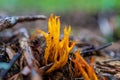 Closeup shot of yellow-tipped coral fungus growing on the forest ground - Ramaria formosa Royalty Free Stock Photo